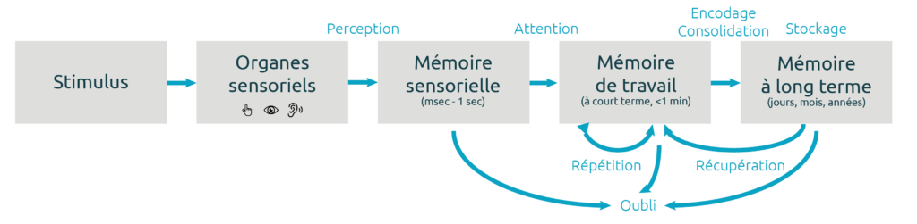 Schéma de l'apprentissage et de la mémoire